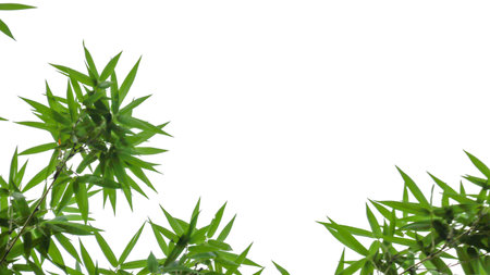 Isolated green bamboo leaves with copy space and with clipping paths on white backgroundの写真素材