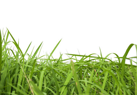 Green grass isolated on white background with copy space for your text.の写真素材
