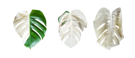 White and two tones Monster Leaf or Swiss Cheese leaf Tropical Jungle Leaves, isolated with clipping paths on white backgroundの写真素材