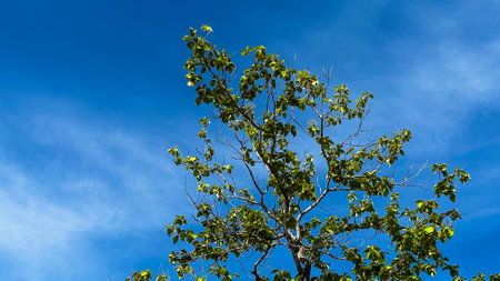 View of tree top branches on blue sky backgroundの写真素材