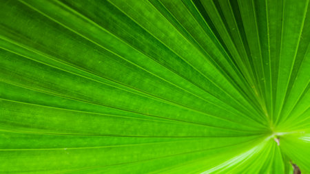 Green palm leaf texture background. Close up of green palm leaf.の写真素材