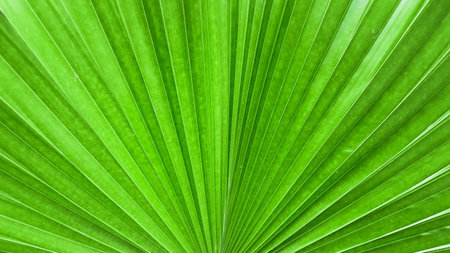 Green palm leaf texture background. Close up of green palm leaf.の写真素材