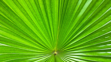Green palm leaf texture background. Close up of green palm leaf.の写真素材