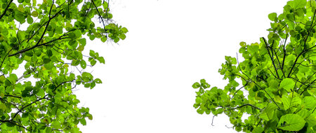 Isolated look up view tree leaves with with clipping paths on white copy space backgroundの写真素材