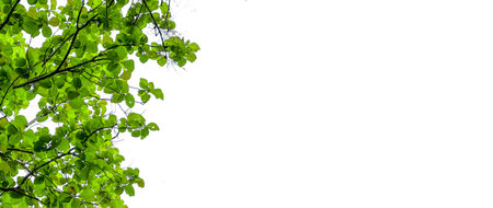 Isolated look up view tree leaves with white copy space backgroundの写真素材