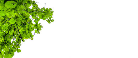Isolated look up view tree leaves with with clipping paths on white copy space backgroundの写真素材