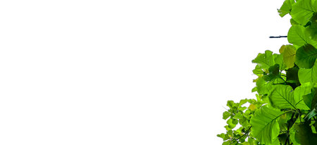 Isolated look up view tree leaves with with clipping paths on white copy space backgroundの写真素材
