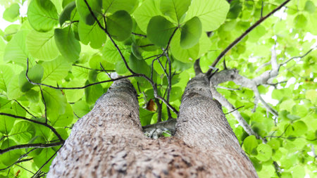 Look up view tree leaves, selective focus. Nature and environment concept.の写真素材