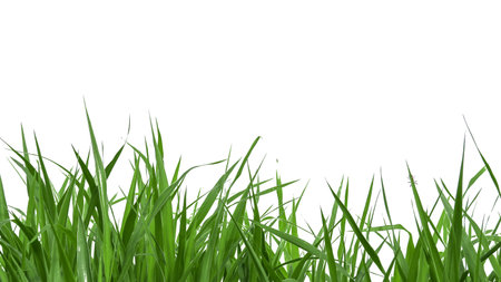 Green grass isolated on white background with clipping paths and copy space.の写真素材