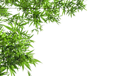 Isolated green bamboo leaves with clipping paths on white background copy space for card backgroundの写真素材