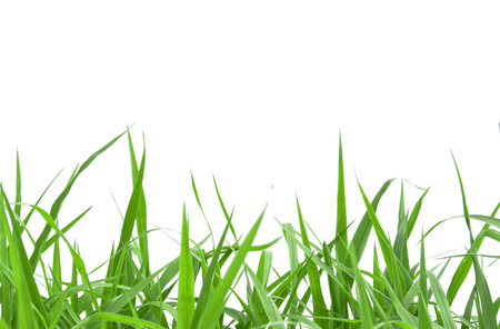Isolated green grass with clipping paths on white backgroundの写真素材