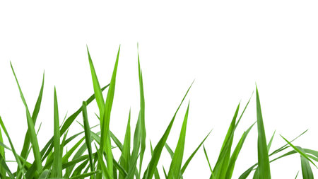 Isolated green grass with clipping paths on white backgroundの写真素材