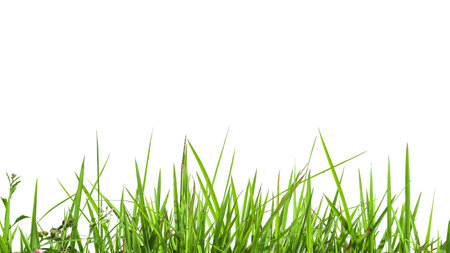 Green grass isolated on white background with clipping paths and copy space.の写真素材