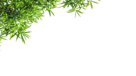Isolated green bamboo leaves with clipping paths on white background copy space for card backgroundの写真素材