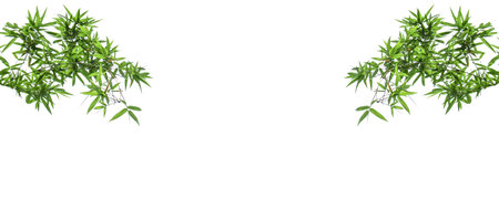 Bamboo leaves isolated on white background with clipping path for design element.の写真素材