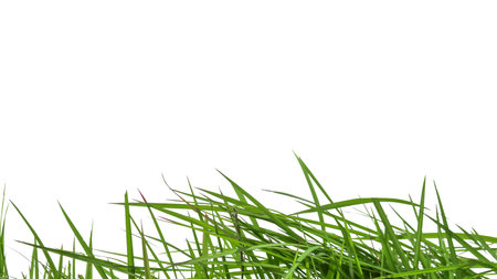 Isolated green grass with clipping paths on white backgroundの写真素材