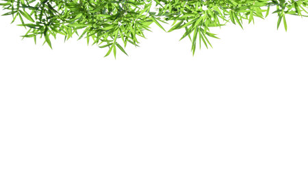 Isolated green bamboo leaves with clipping paths on white background copy space for card backgroundの写真素材
