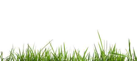 Green grass isolated on white background with clipping path and copy space.の写真素材