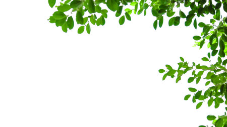 Green leaves isolated on white background with copy space for your text.の写真素材