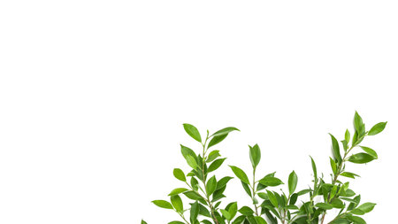 Isolated tree branches on white background with copy space, soft focusの写真素材