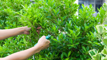 Hands holding pruning shears trimming tree branches concept of taking of patio and small garden, soft focusの写真素材