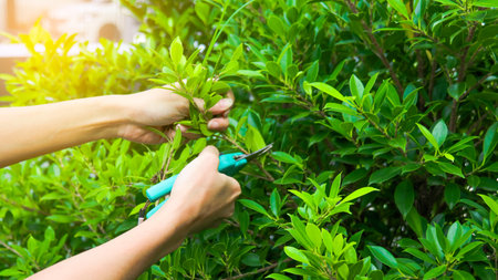 Hands holding pruning shears trimming tree branches concept of taking of patio and small garden, soft focusの写真素材