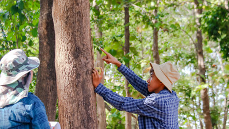 Young Asian boys are using a measure tape to measure a tree in a local park, soft and selective focusの写真素材
