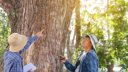Young Asian boys are using a measure tape to measure a tree in a local park, soft and selective focusの写真素材