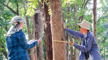 Young boys are using a measure tape to measure a tree in a local park, soft and selective focusの写真素材