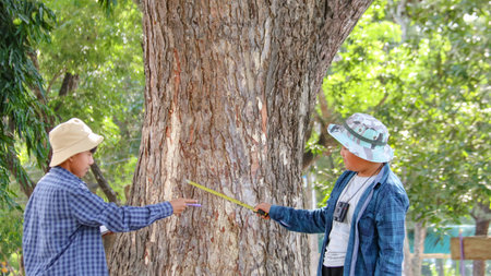 Young Asian boys are using a measure tape to measure a tree in a local park, soft and selective...