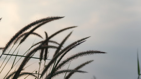 View of Feather pennisetum grass in the evening scene on blur background