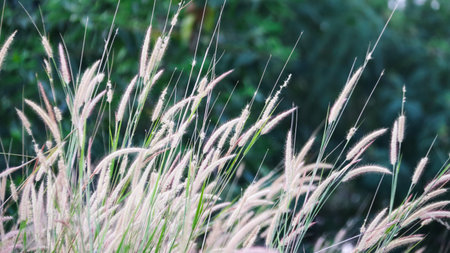 View of Feather pennisetum grass in the evening scene on blur background