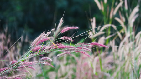 View of Feather pennisetum grass in the evening scene on blur backgroundの写真素材