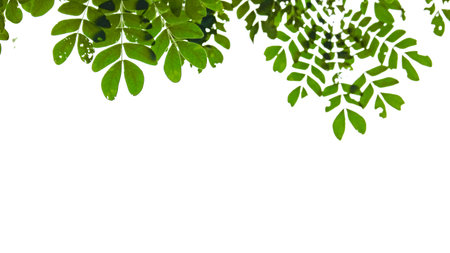 Isolated green tree top leaves with clipping paths on white backgroundの写真素材