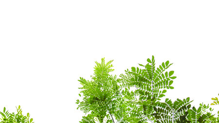 Isolated green tree top leaves with clipping paths on white backgroundの写真素材