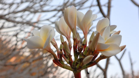 Close up white young Plumeria flowers on blur backgroundの写真素材