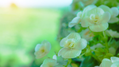 Lush white flowers on blur background soft and selective focus concept of card makingの写真素材