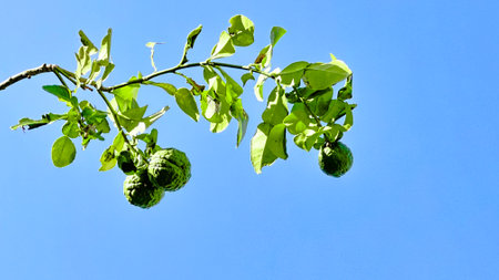 Close up kaffir lime on its green leaves the limes are used for cuisine in soups curry pastes and stir friesの写真素材