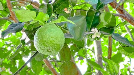 Close up kaffir lime on its green leaves the limes are used for cuisine in soups curry pastes and stir friesの写真素材