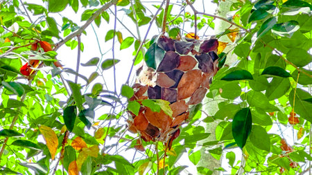 Nest of Oecophylla smaragdina or red ant the nest is weaved from leaves most occur in tropical countriesの写真素材