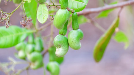 Flawed cashew nut with scars and marks which were caused by diseaseの写真素材