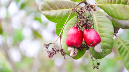 Flawed cashew nut with scars and marks which were caused by diseaseの写真素材