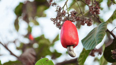 Flawed cashew nut with scars and marks which were caused by diseaseの写真素材
