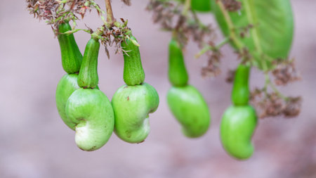 Flawed cashew nut with scars and marks which were caused by diseaseの写真素材