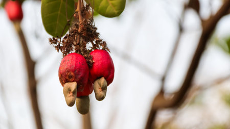 Flawed cashew nut with scars and marks which were caused by diseaseの写真素材