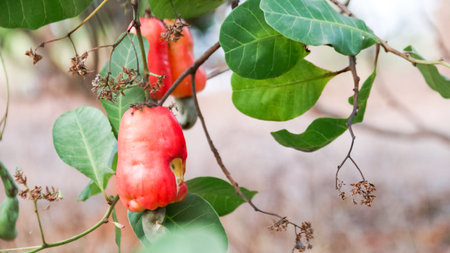Flawed cashew nut with scars and marks which were caused by diseaseの写真素材