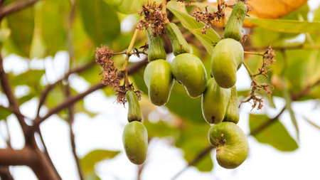 Flawed cashew nut with scars and marks which were caused by diseaseの写真素材