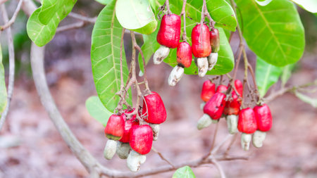 Flawed cashew nut with scars and marks which were caused by diseaseの写真素材
