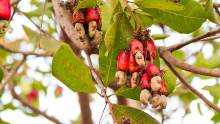 Flawed cashew nut with scars and marks which were caused by diseaseの写真素材