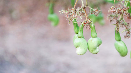 Flawed cashew nut with scars and marks which were caused by diseaseの写真素材